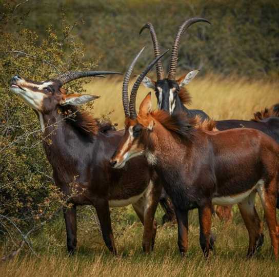 Sable Antelope